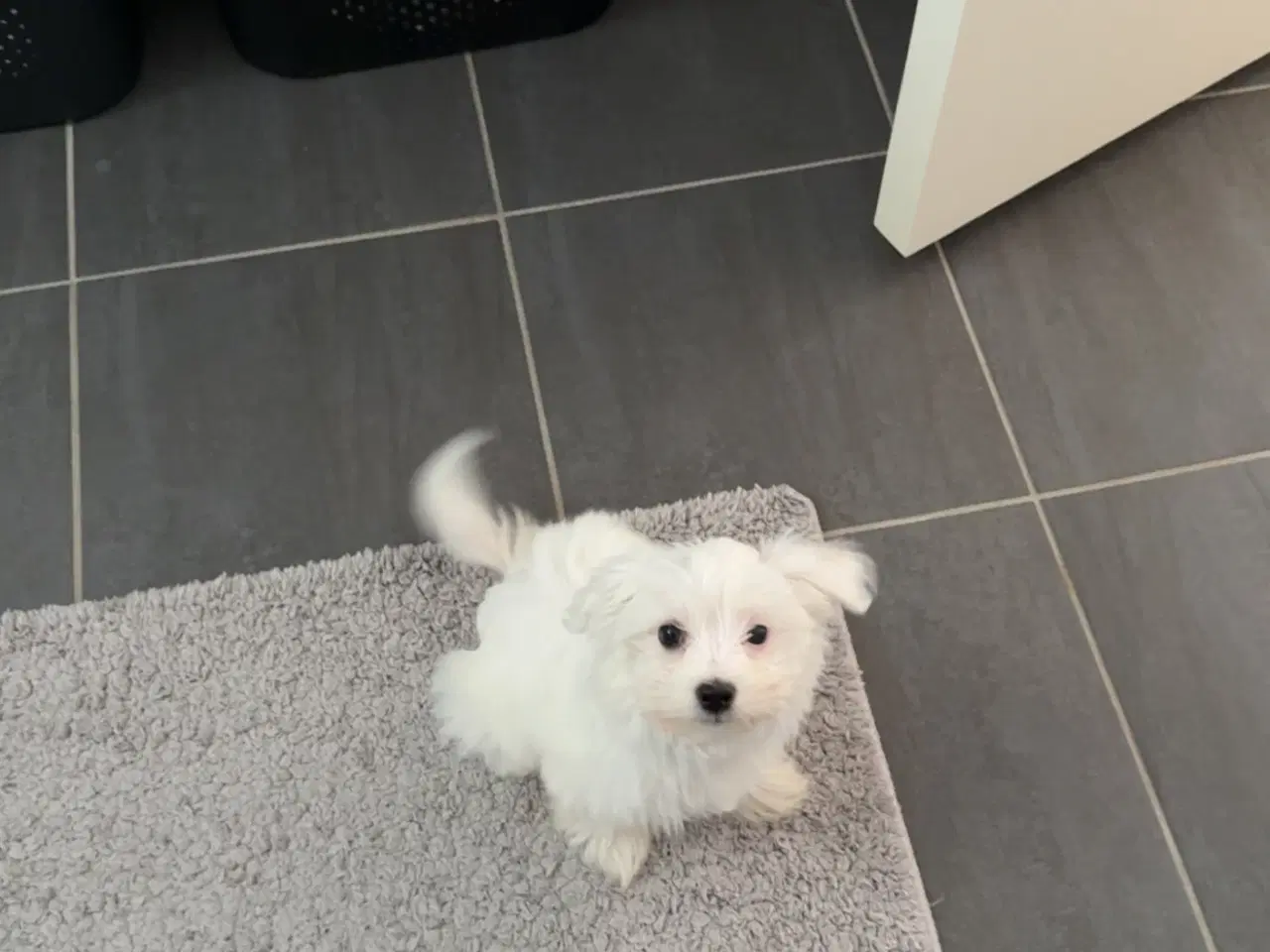 Billede 2 - Maltipoo hvalp
