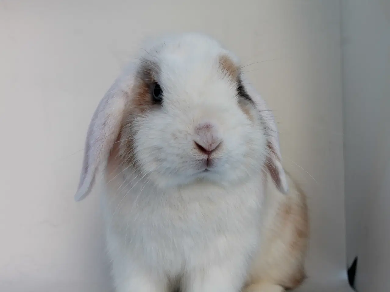 Billede 4 - Dværgvædder/Mini lop hankanin