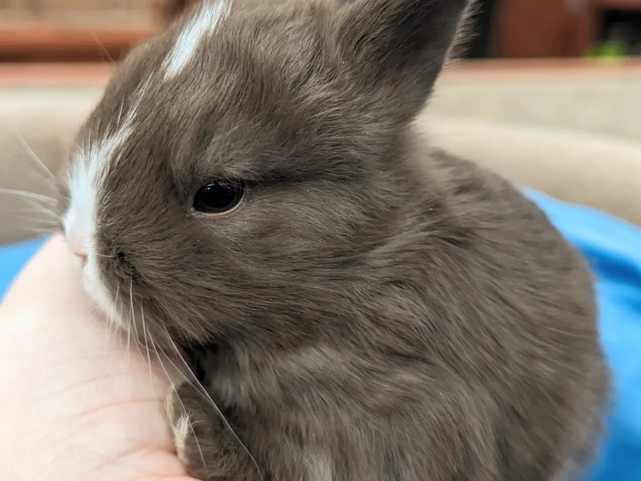 Billede 4 - Hermelin/minilop kaninunge sælges 