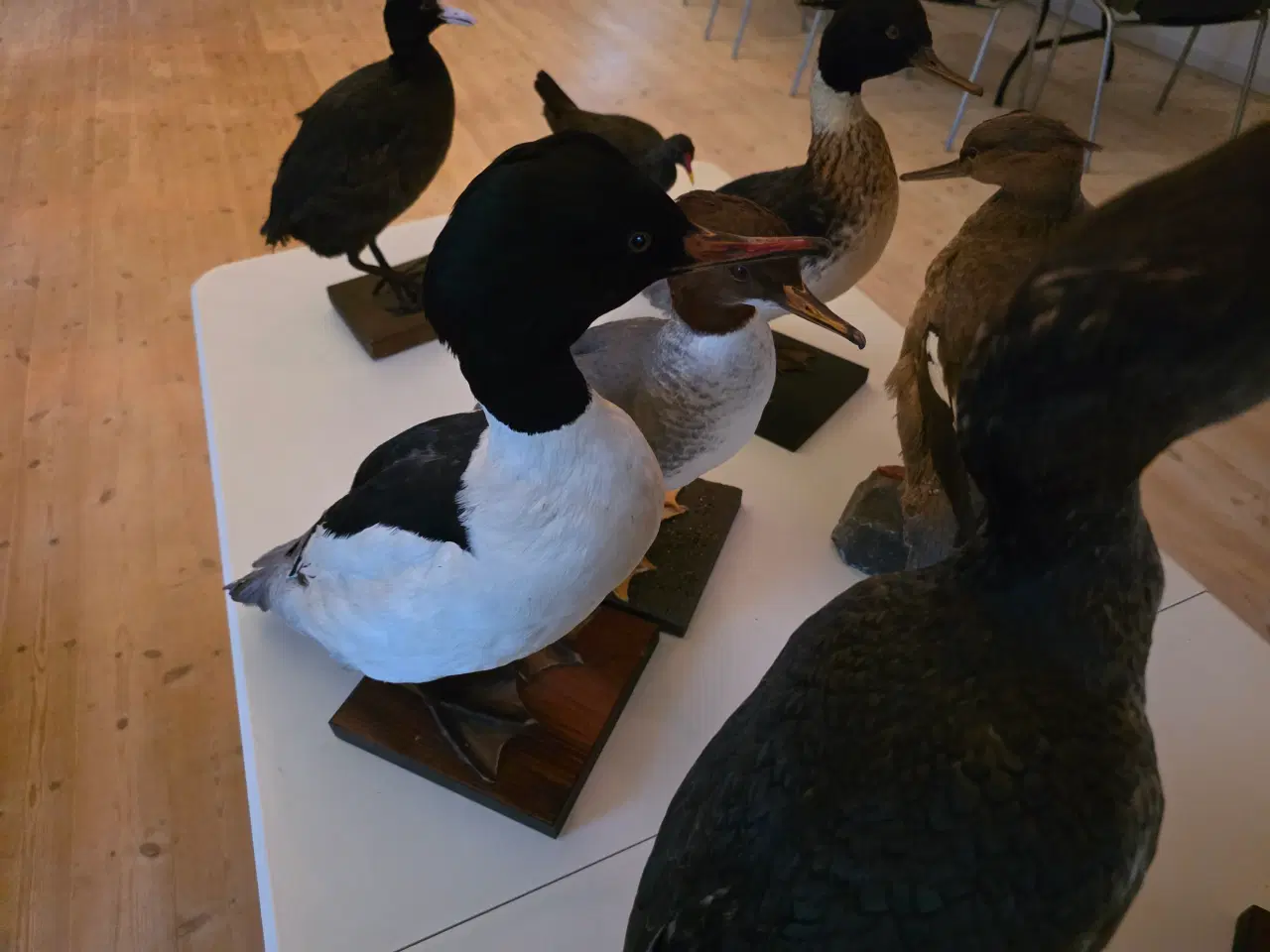 Billede 5 - Vandfugle sælges, enten samlet eller hver for sig