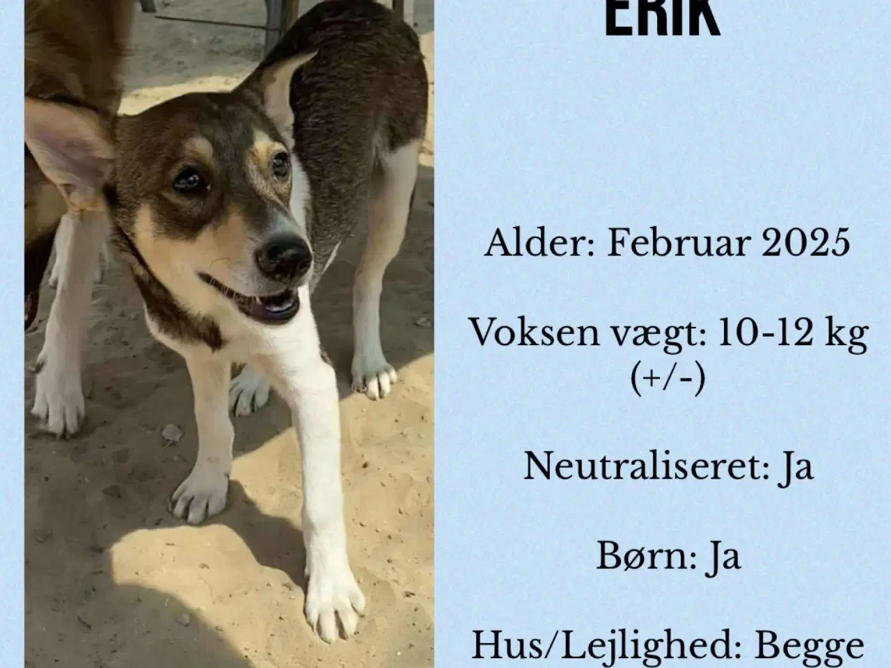 Billede 6 - Erik, modig og social 