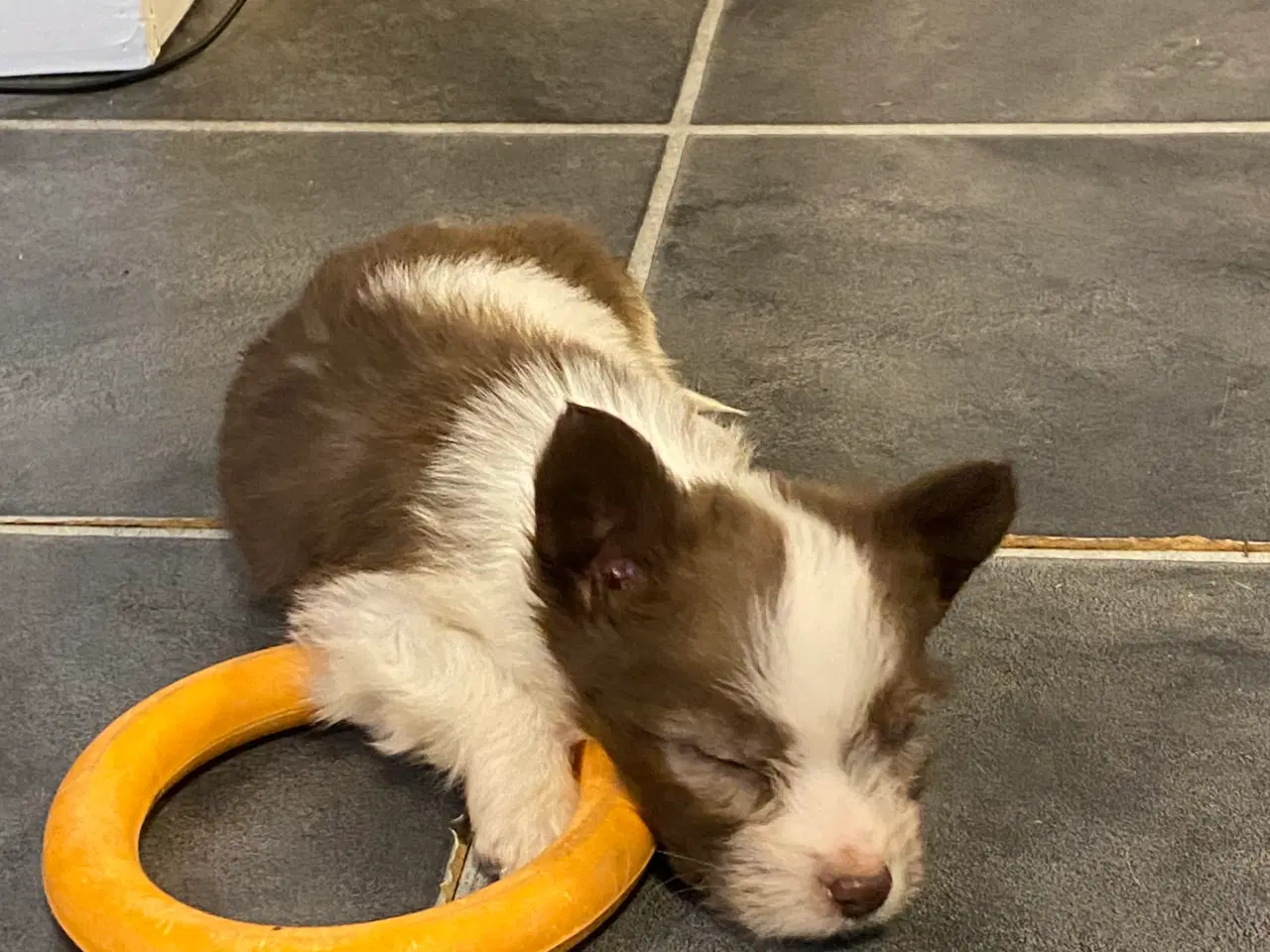 Billede 4 - Border collie / Coton de Tulear