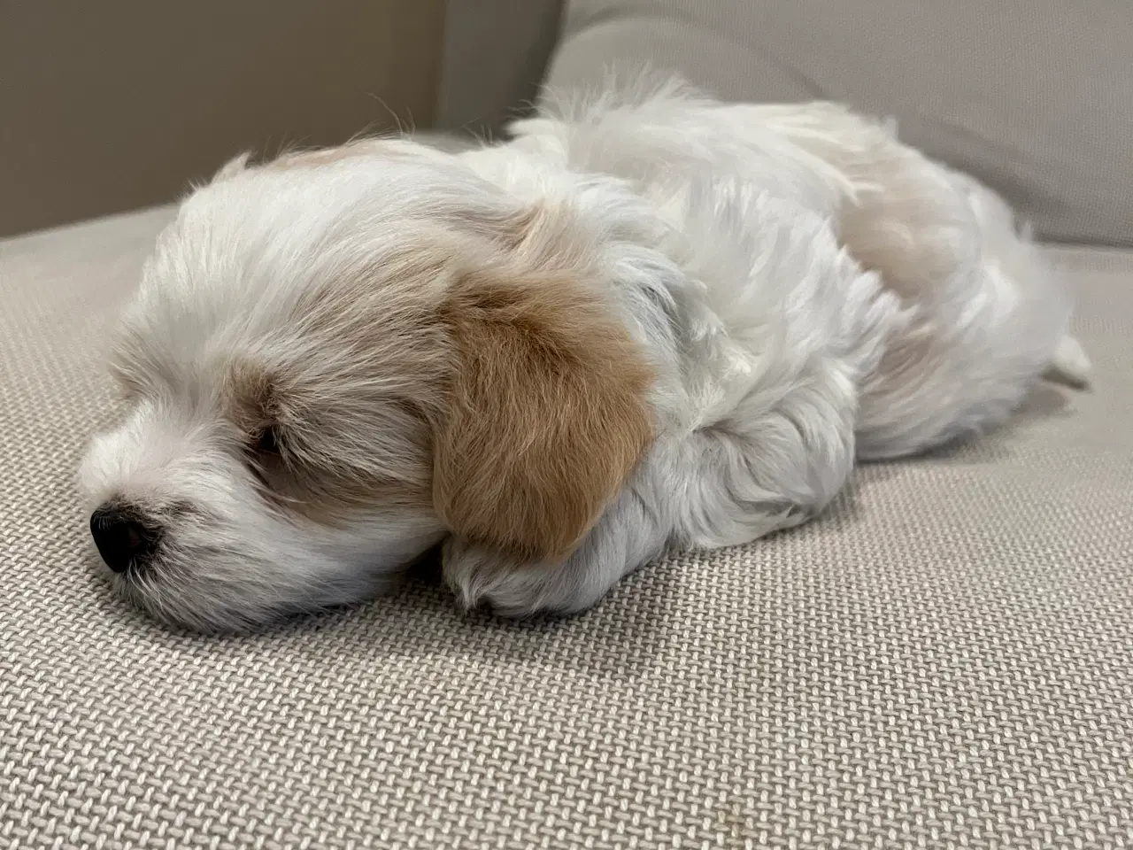 Billede 5 - Lækre hvalpe drenge