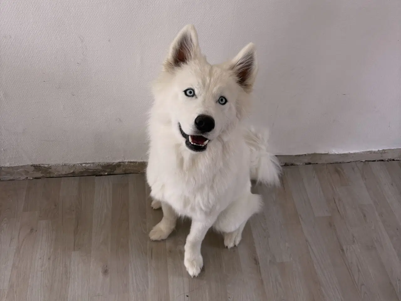 Billede 2 - Samojede/husky/malamut 