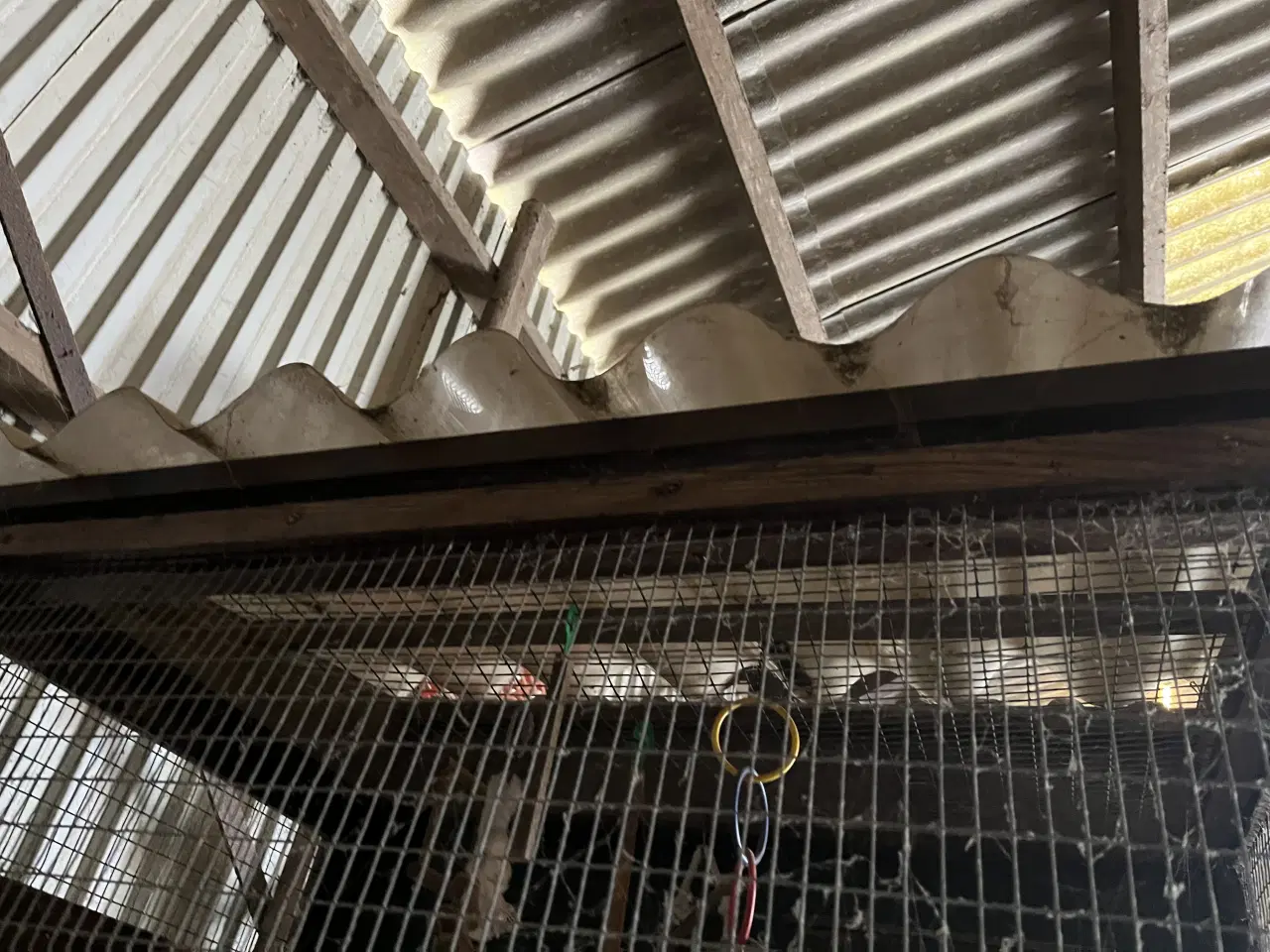 Billede 6 - Voliere, b: 95 d: 60 h: 200