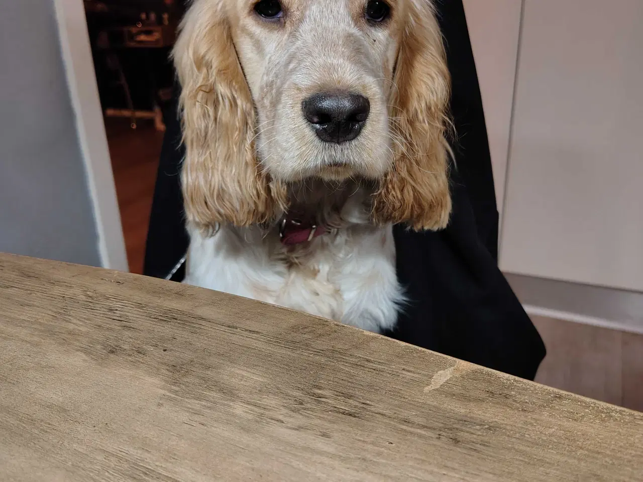 Billede 7 - Cocker Spaniel 