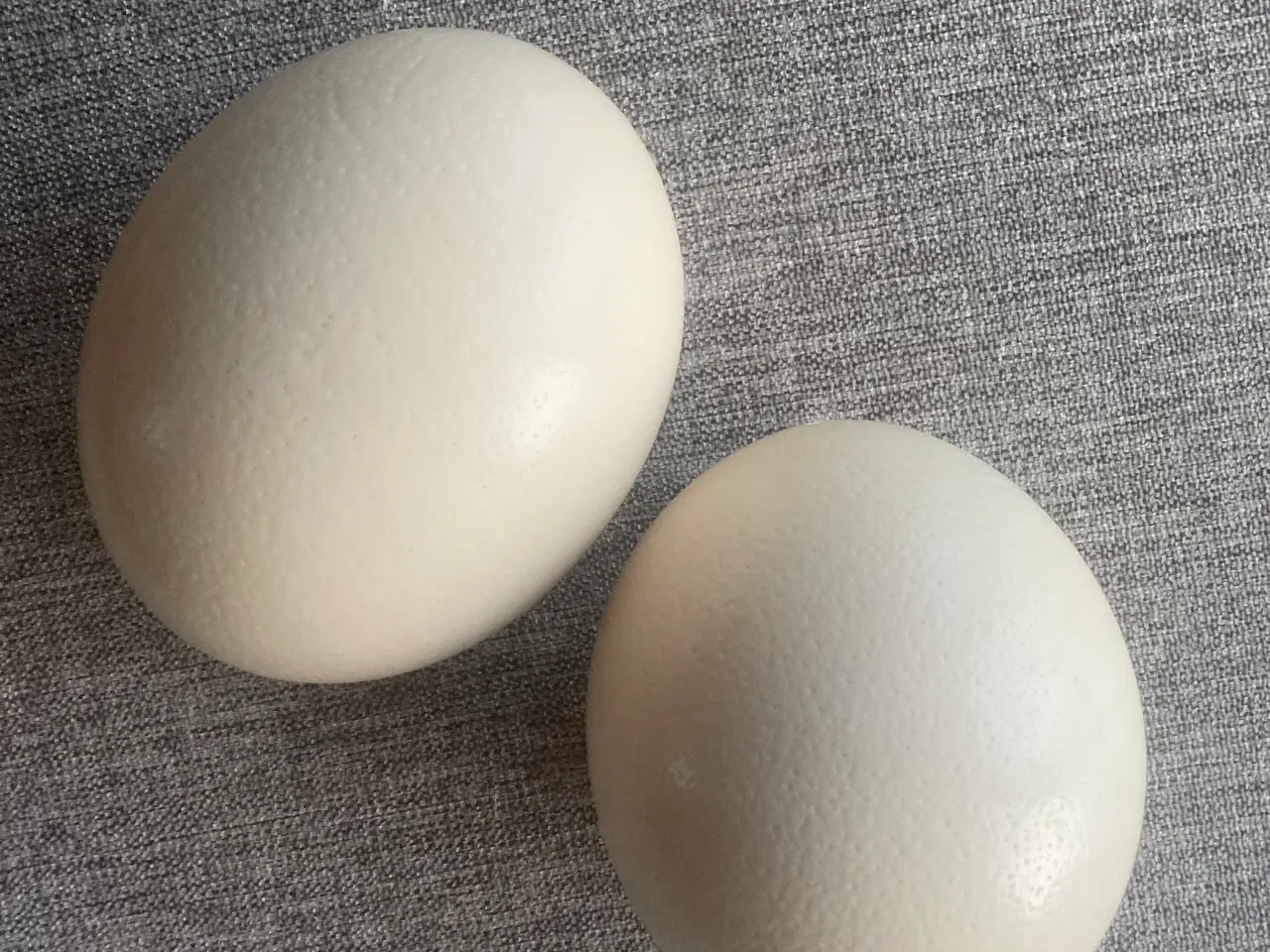 Billede 1 - Strudse æg