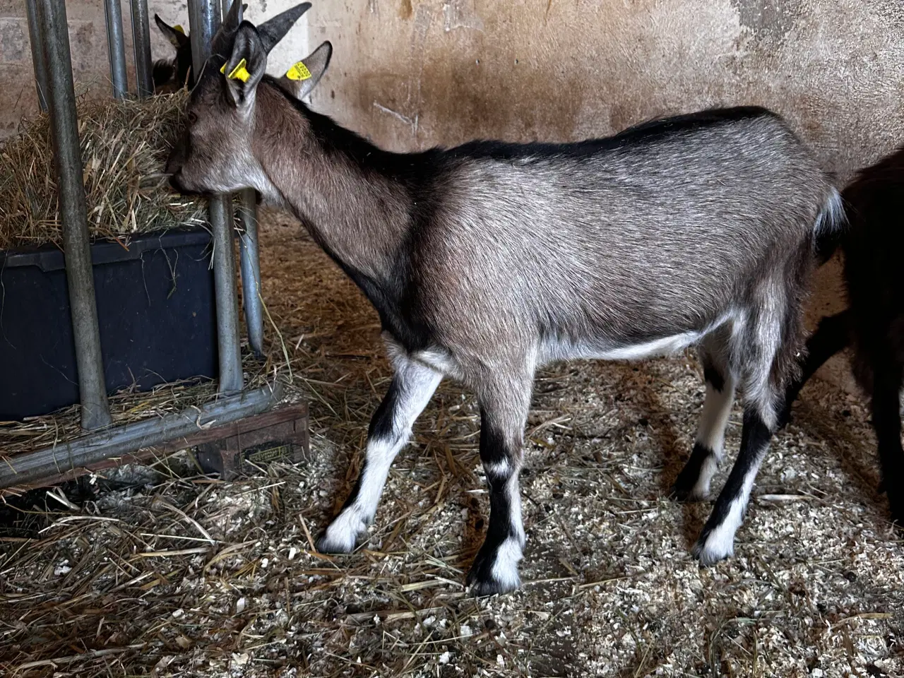 Billede 2 - Dansk landrace geder