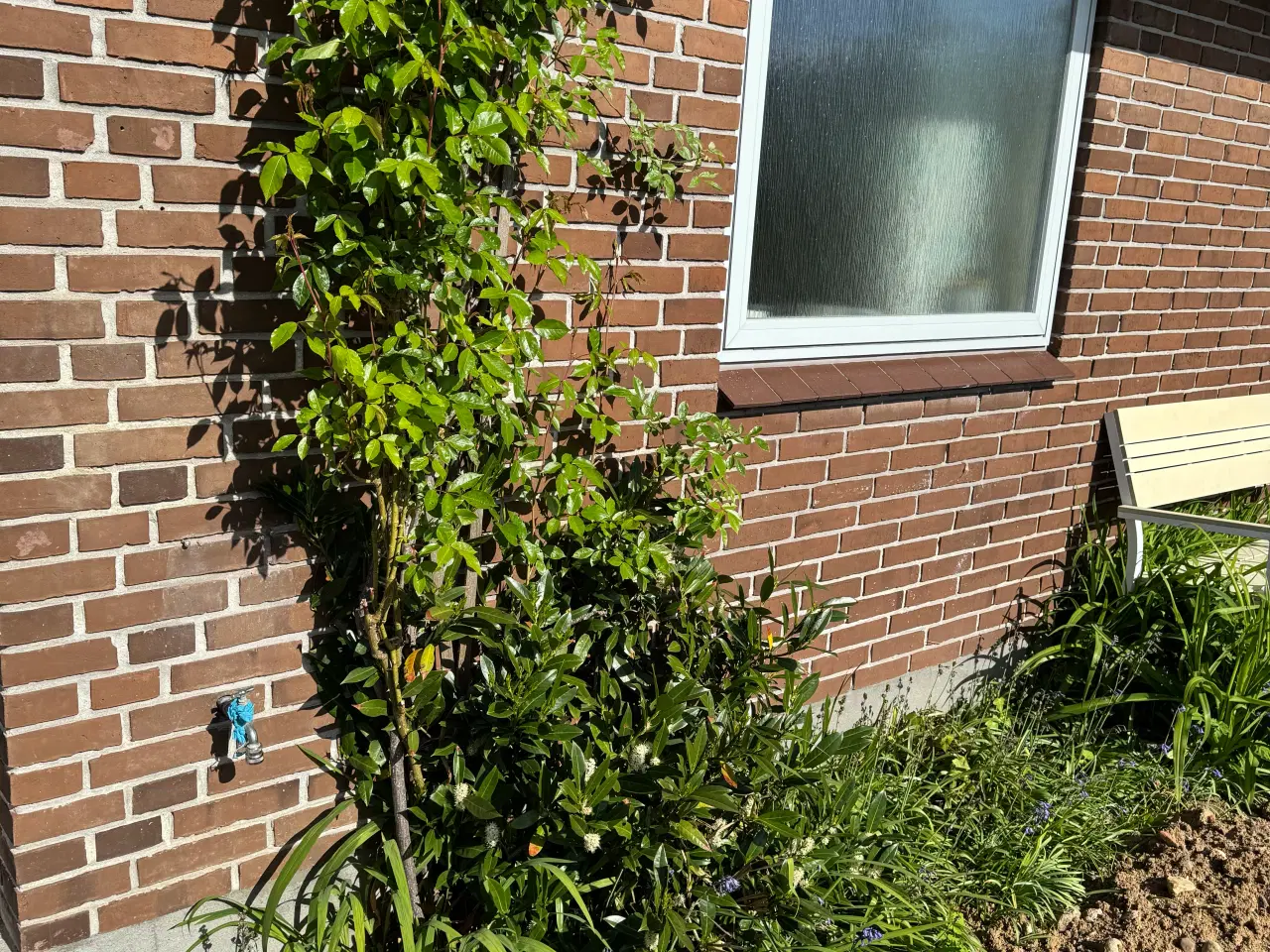 Billede 3 - Gratis planter