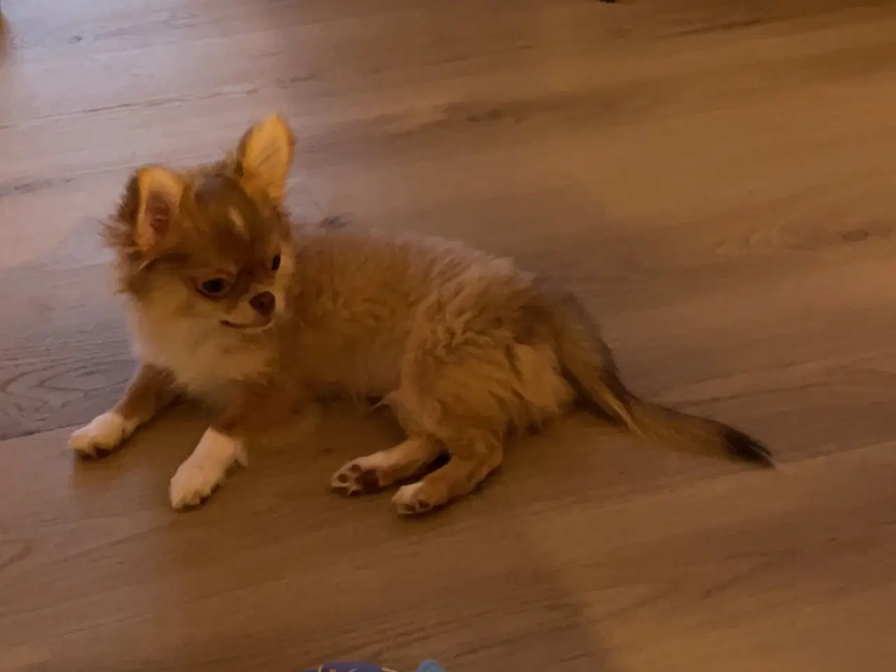 Billede 2 - Lille fyr som skal væk nu!