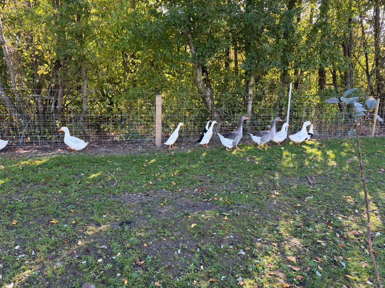 Billede 2 - Løbe ænder  