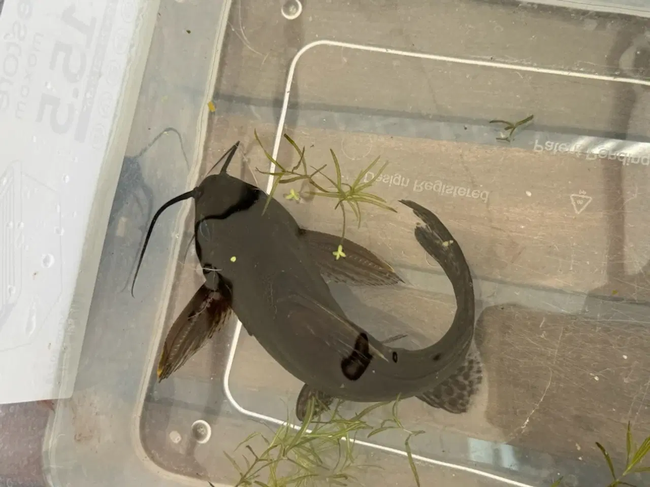 Billede 2 - Malle Synodontis fra Afrika