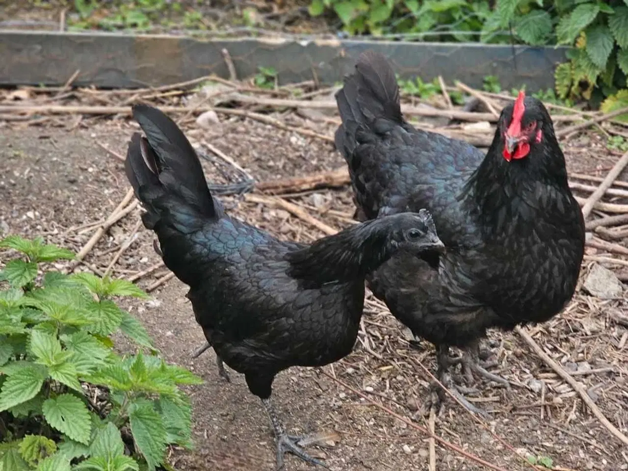 Billede 11 - Ayam Cemani rugeæg 