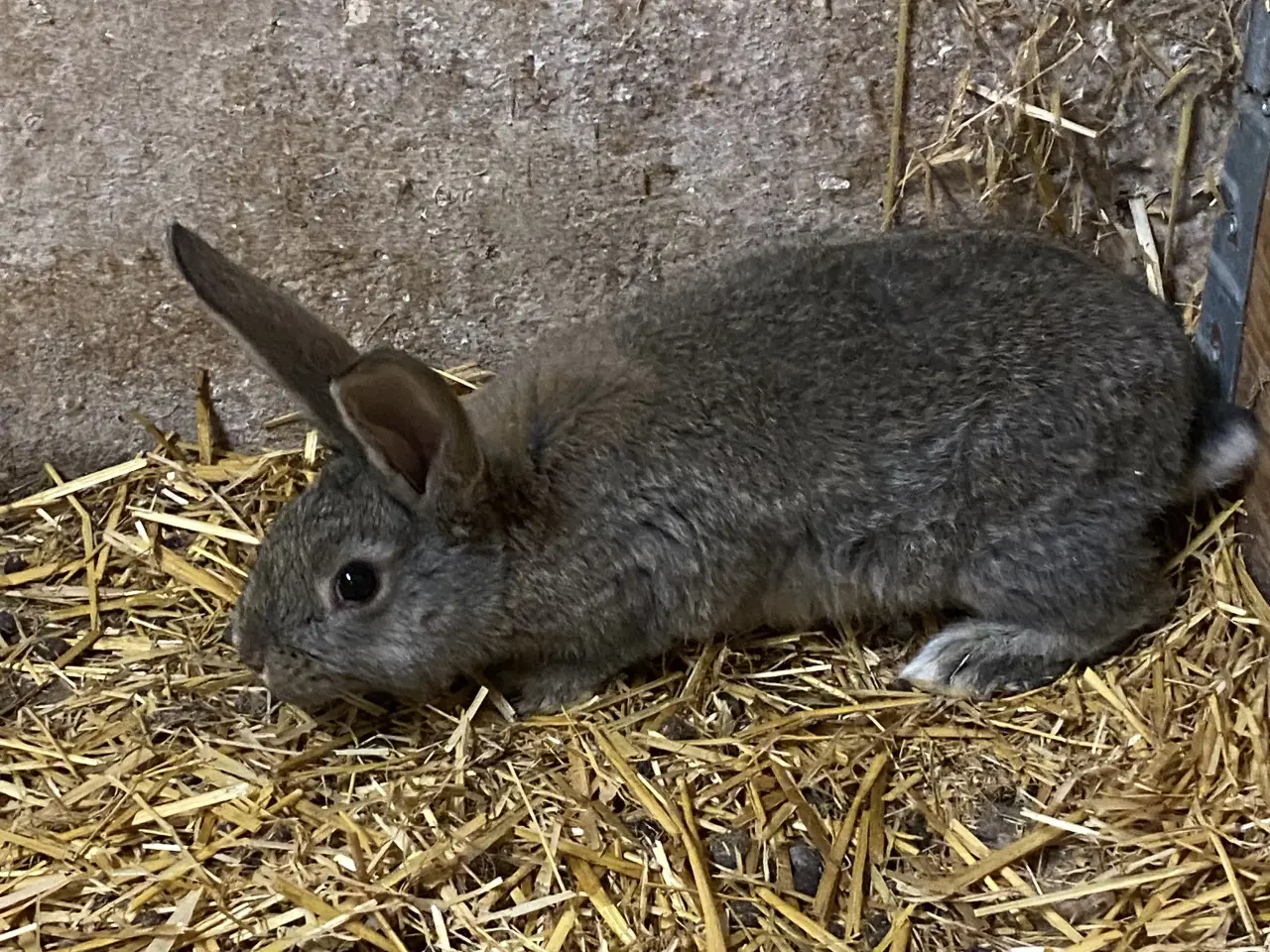 Billede 4 - Belgisk kæmpe - renracet