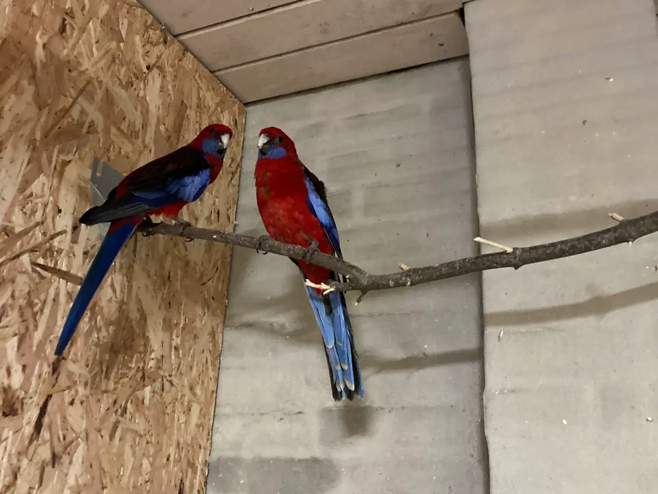 Billede 2 - Pannant Parekitter 