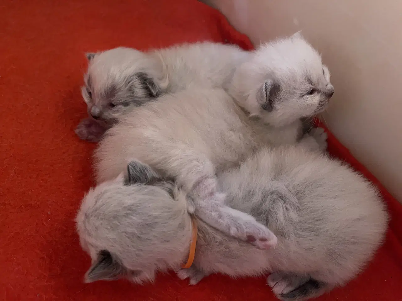 Billede 3 - Ragdoll killinger (med sundhedstjek, vaccine)