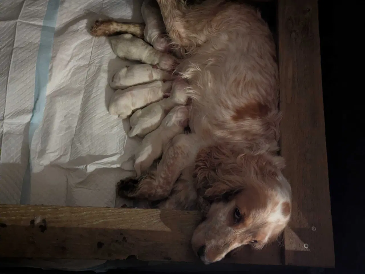 Billede 2 - Engelsk Cocker Spaniel hvalpe