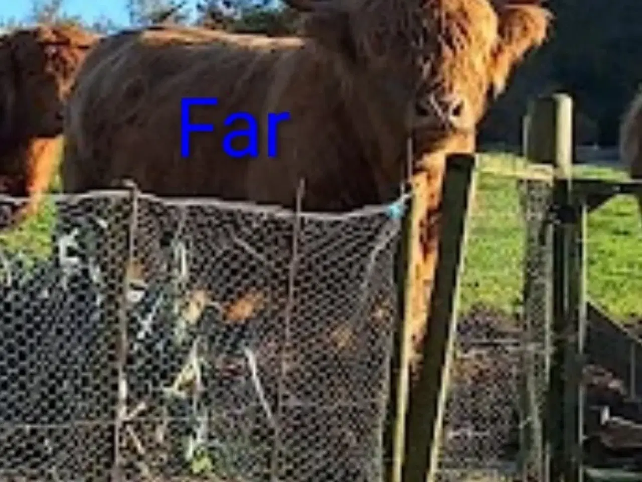 Billede 8 - Skotsk højlandskvæg tyrkalv