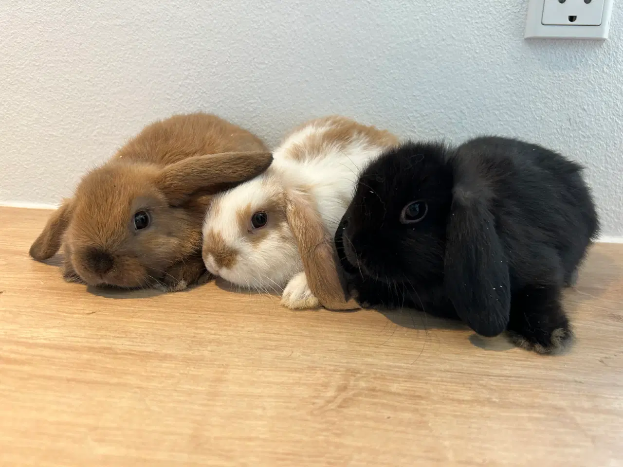 Billede 5 - Kaninunger - De bedste kæleracer