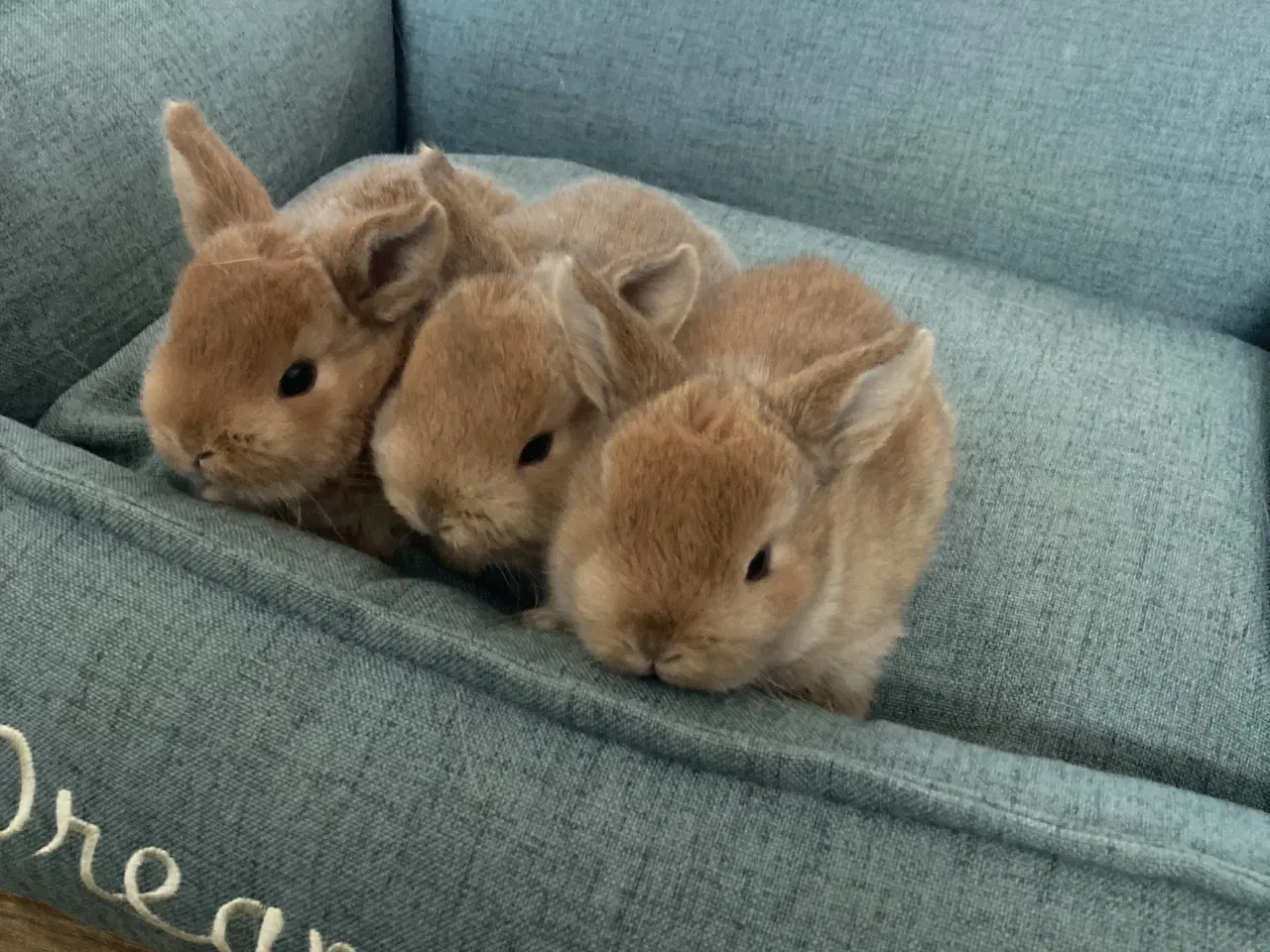 Billede 2 - Kælne dværgvædder 