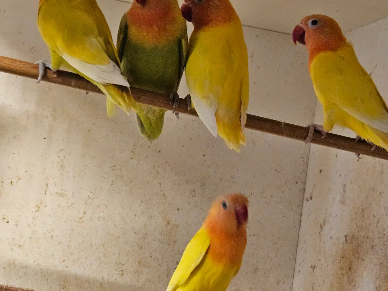 Billede 1 - Rødhovedet Dværgpapegøjer