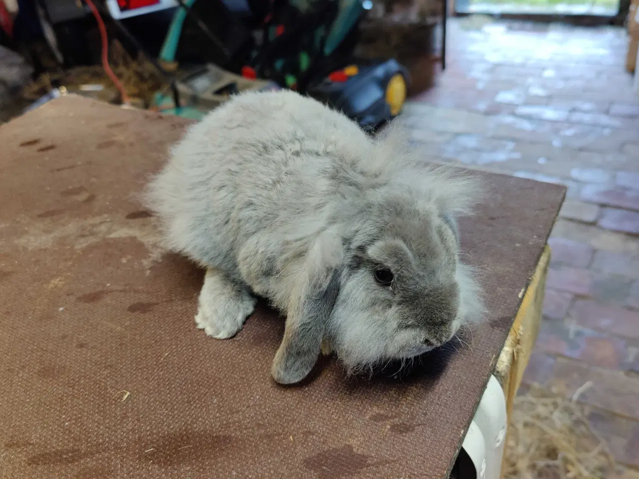 Billede 9 - Dværgvædder satin unger