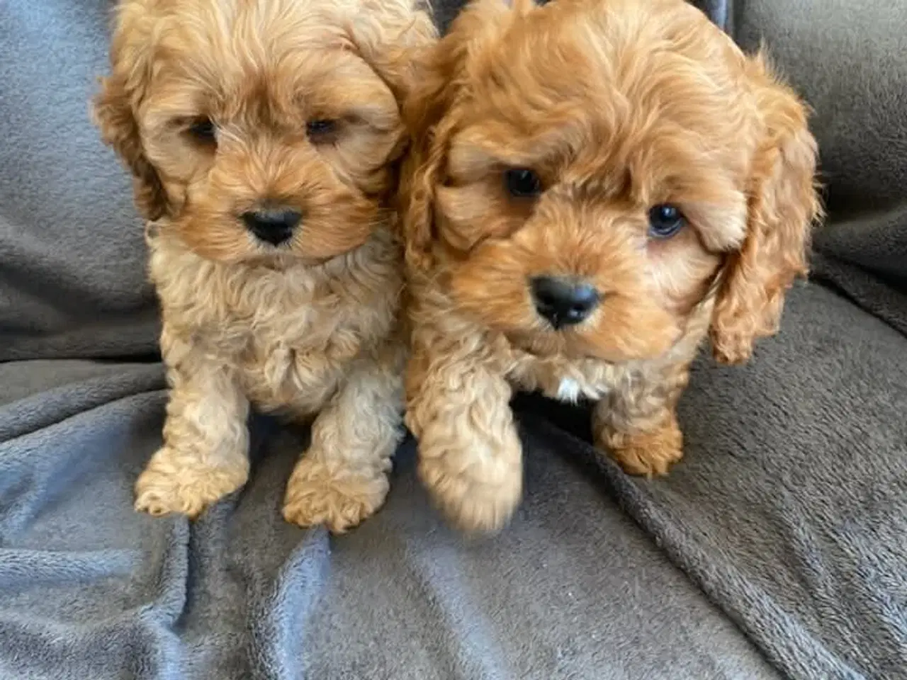 Billede 5 - Ægte Cocker Poo