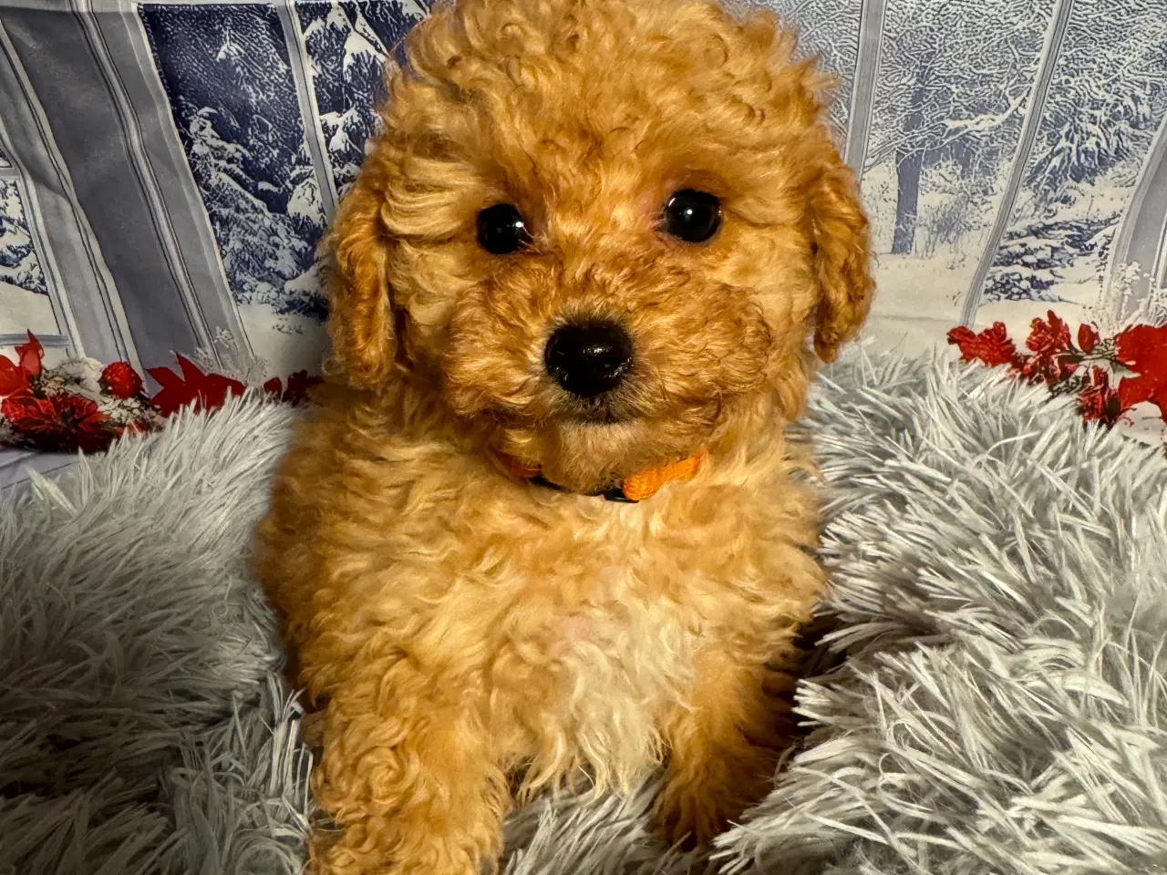 Billede 4 - Maltipoo hvalp inden jul ?? 