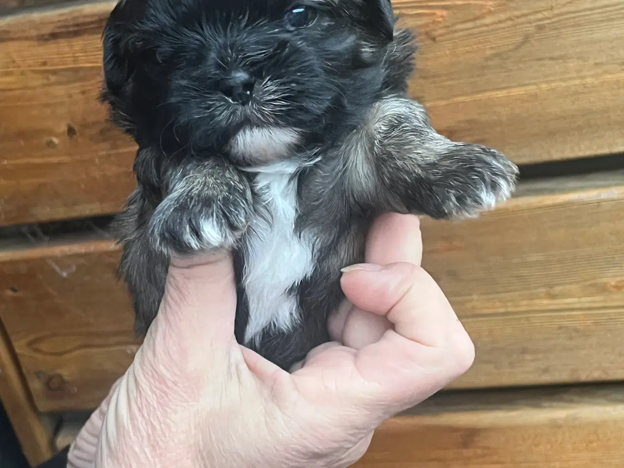 Billede 6 - Skønne Shih tzu hvalpe