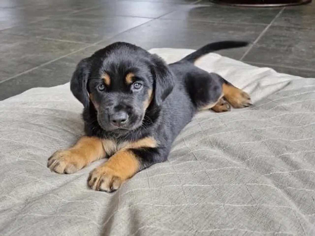 Billede 5 - Golden retriever / rottweiler hund