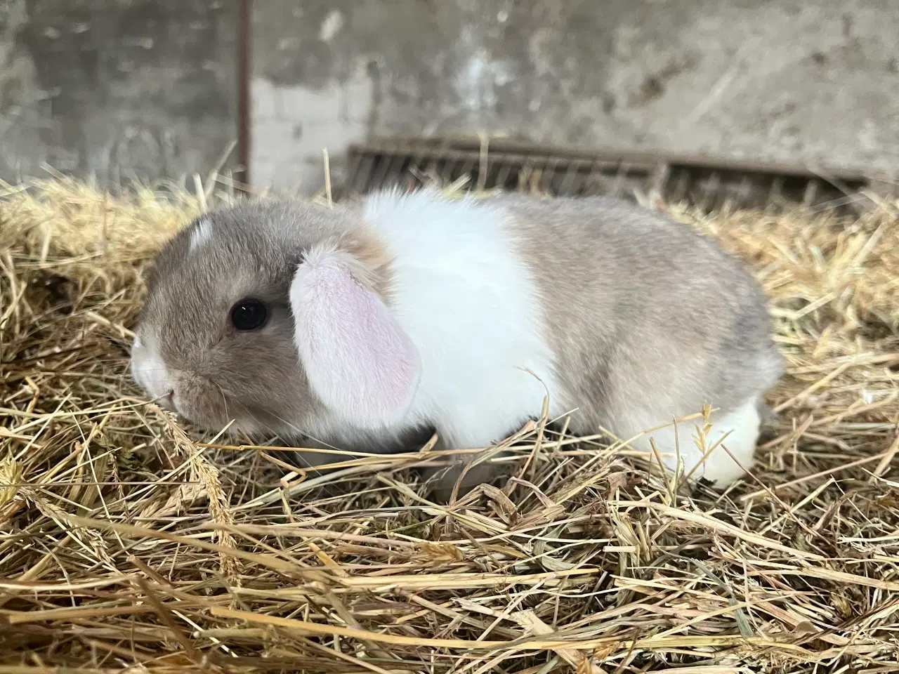 Billede 5 - Minilop på 8 uger 