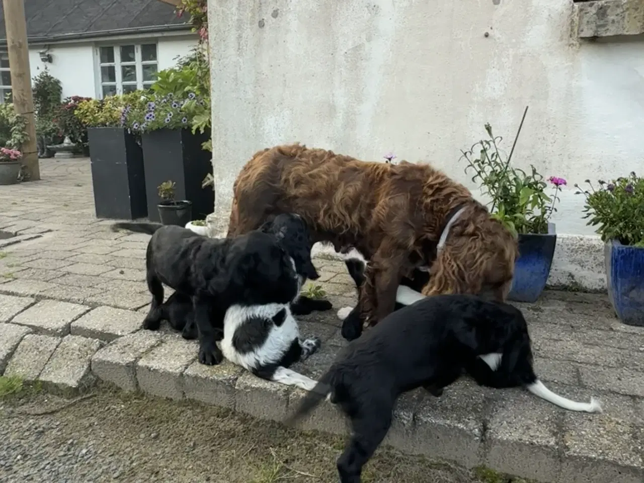 Billede 11 - Engelsk springer spaniel
