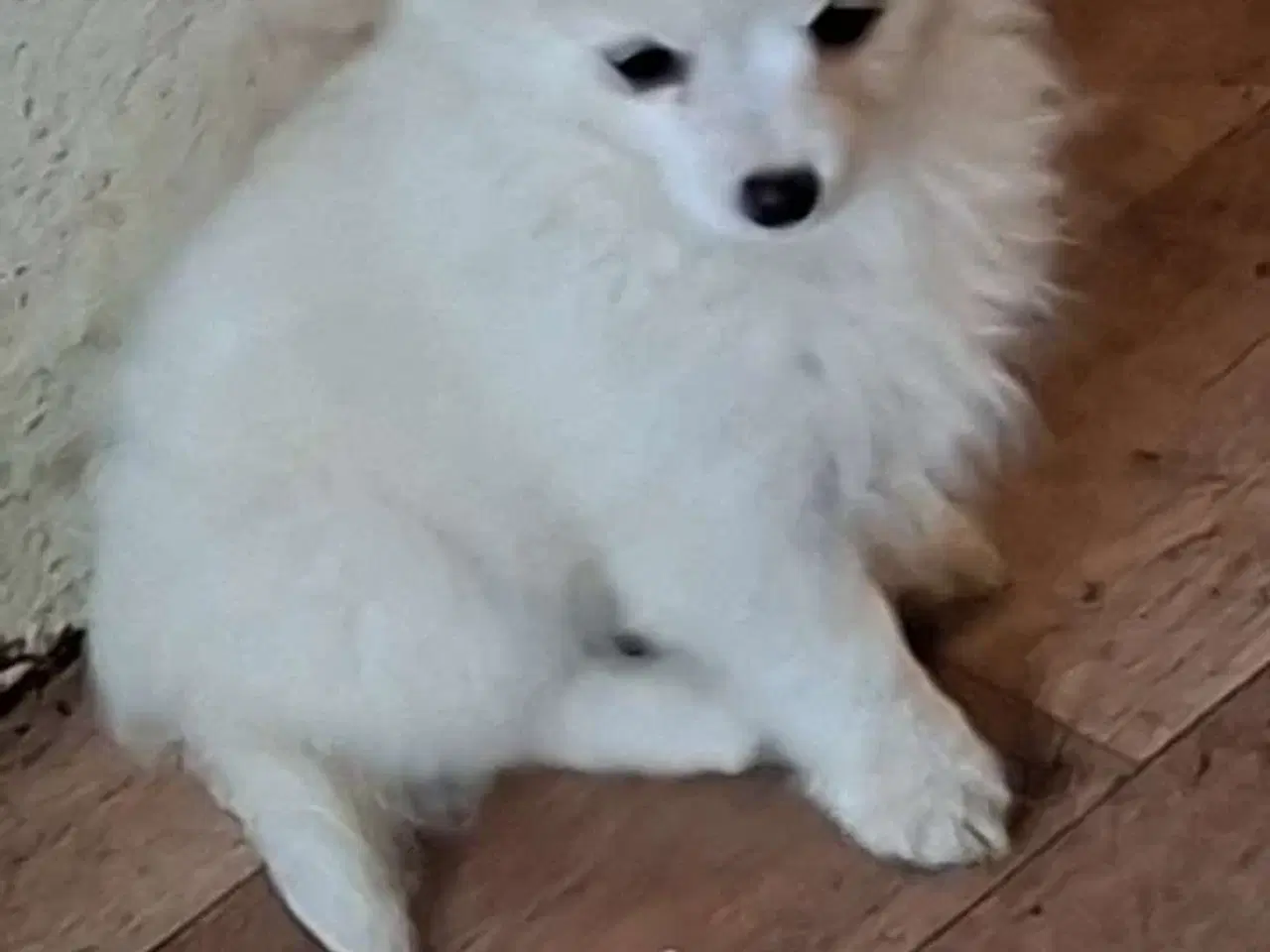 Billede 2 - Pomchi hvalpe