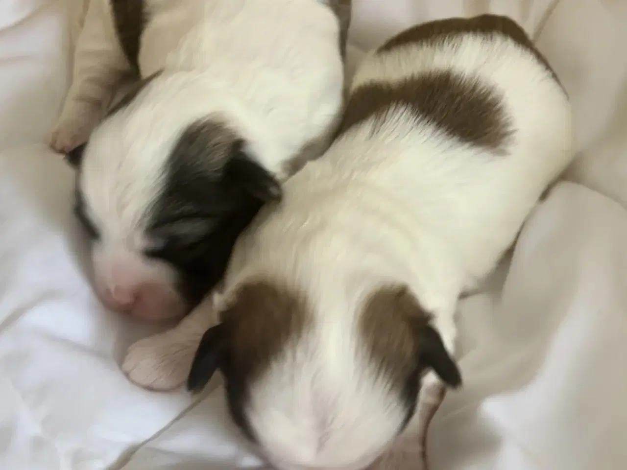 Billede 6 - Små allergivenlige og ikke fældende hundehvalpe