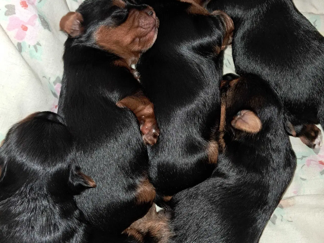 Billede 1 - 🐶💙💙💙💙❤️🐶 01.09.2025