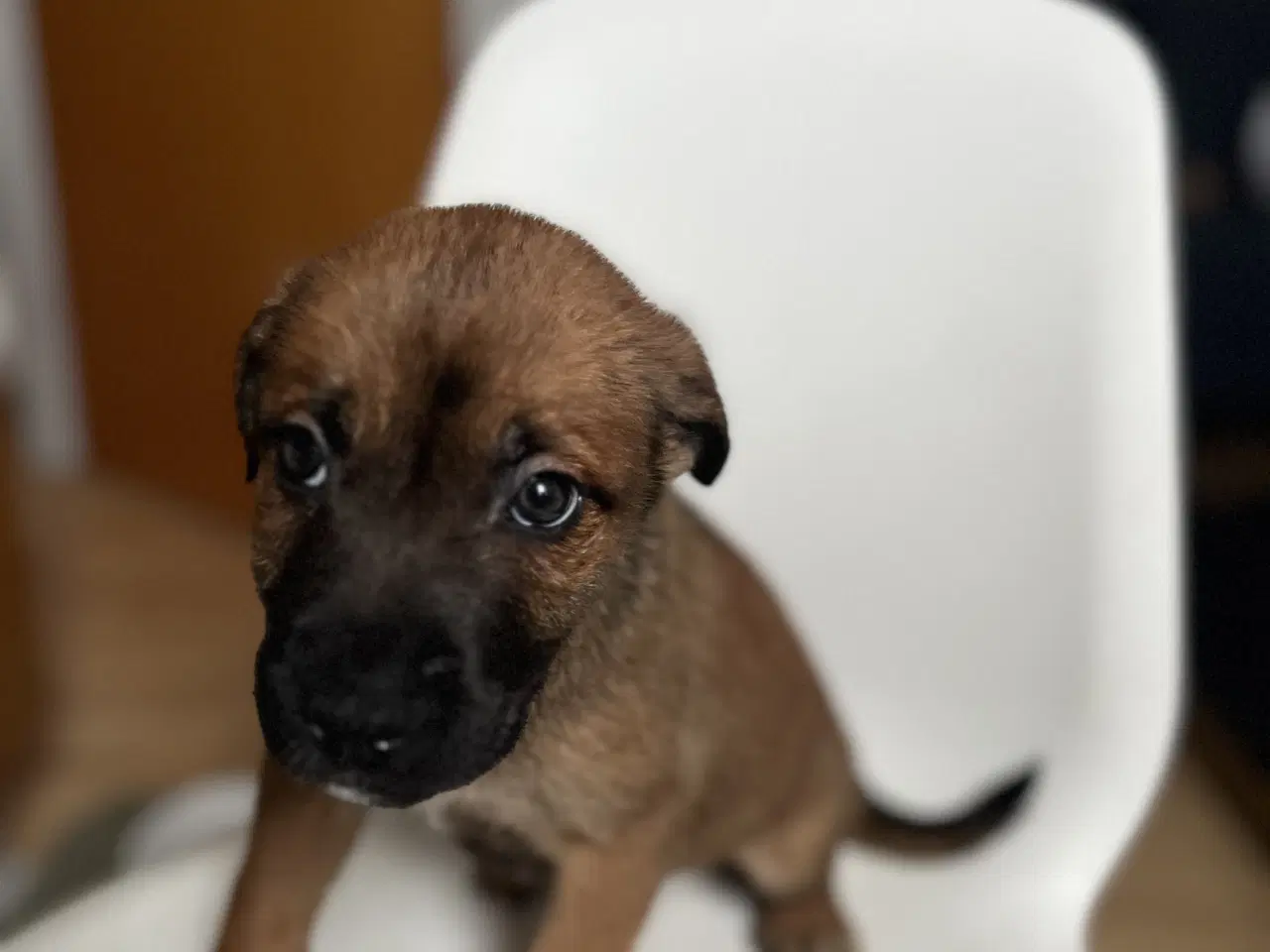 Billede 3 - 5 skønne hvalpe søger nyt, kærligt hjem 🐶 