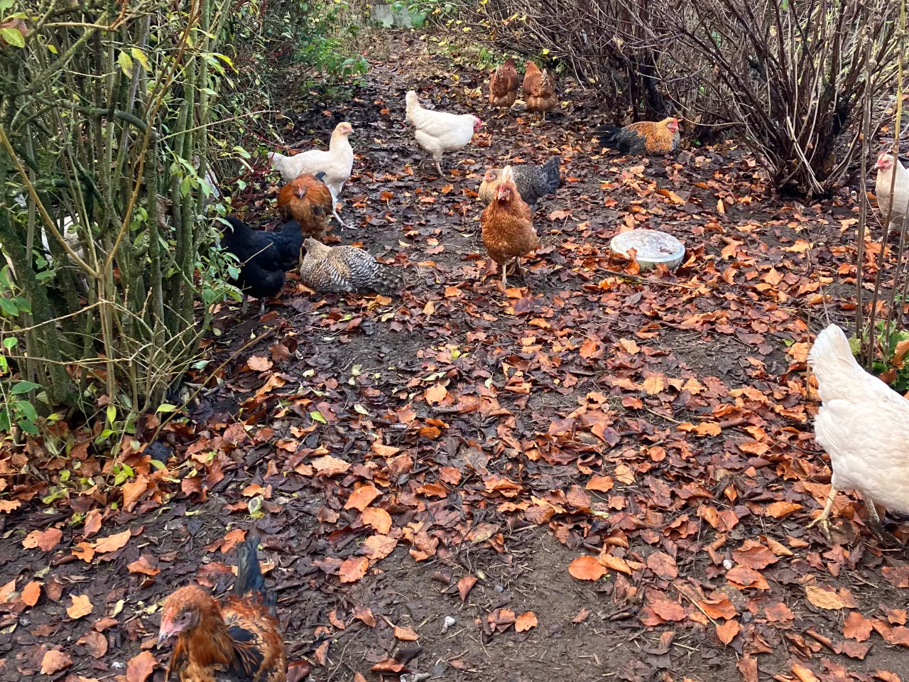 Billede 2 - høns