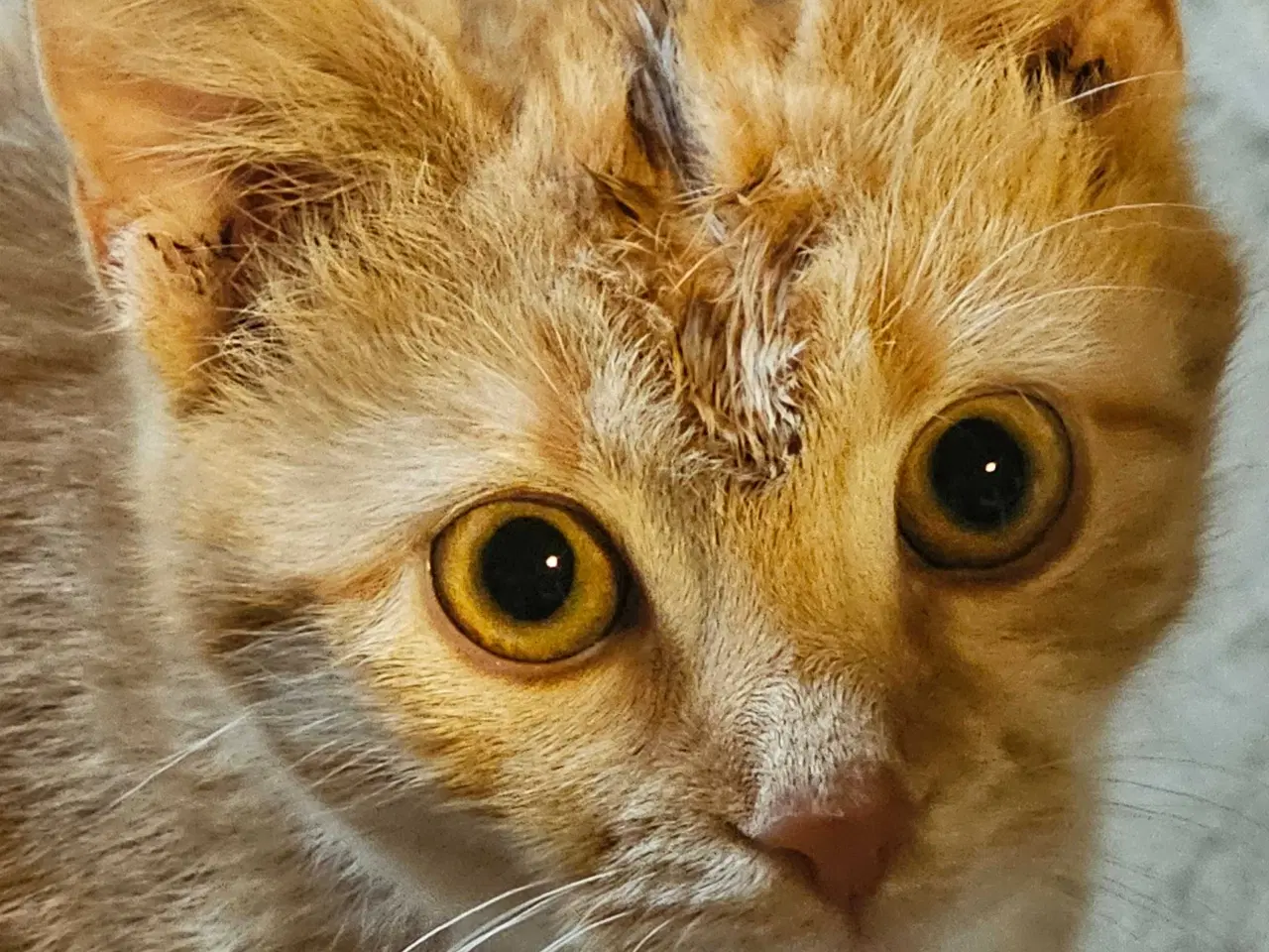 Billede 8 - Rød hun kat