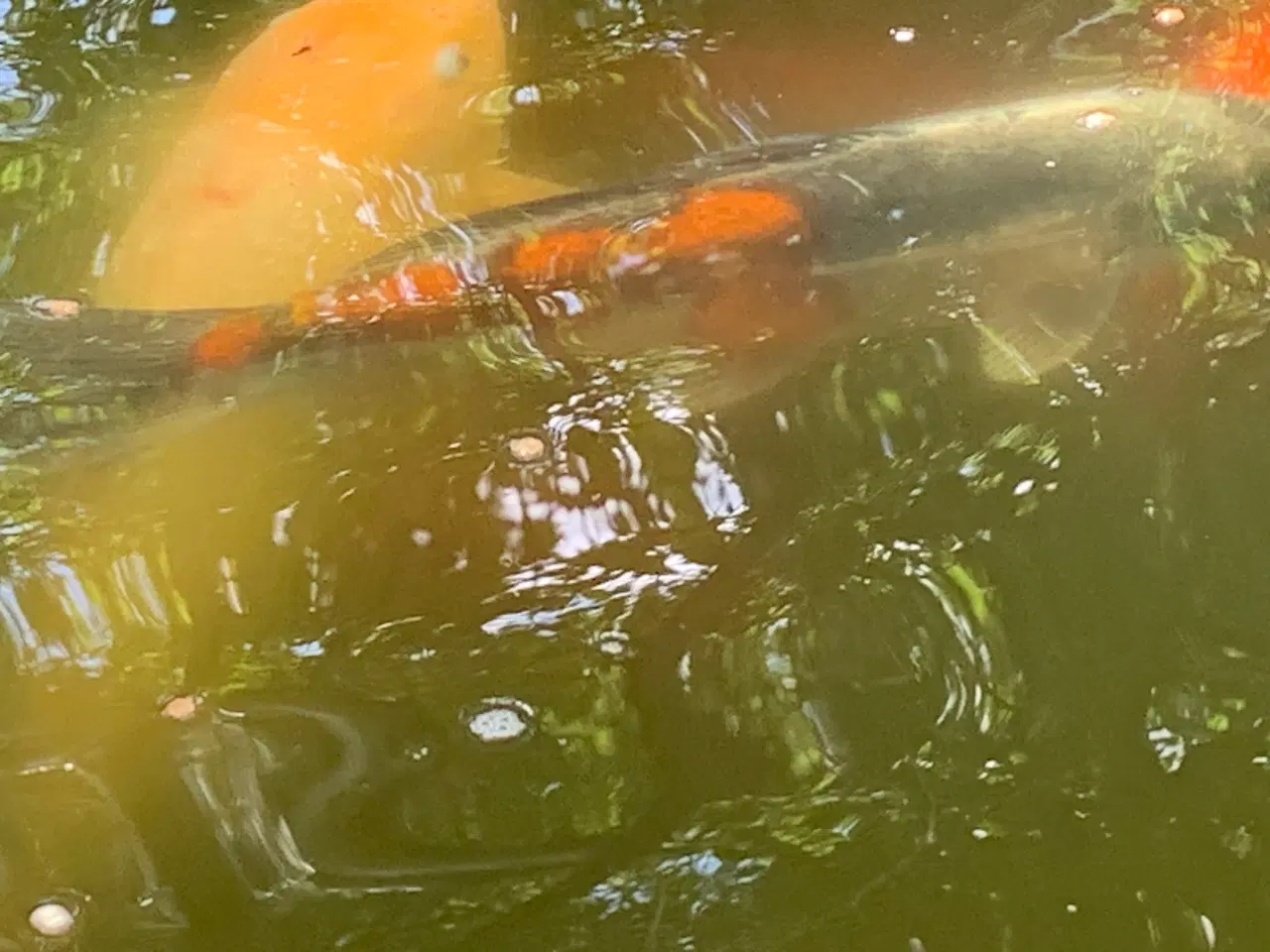 Billede 7 - Koi, guldfisk og forskellige karper