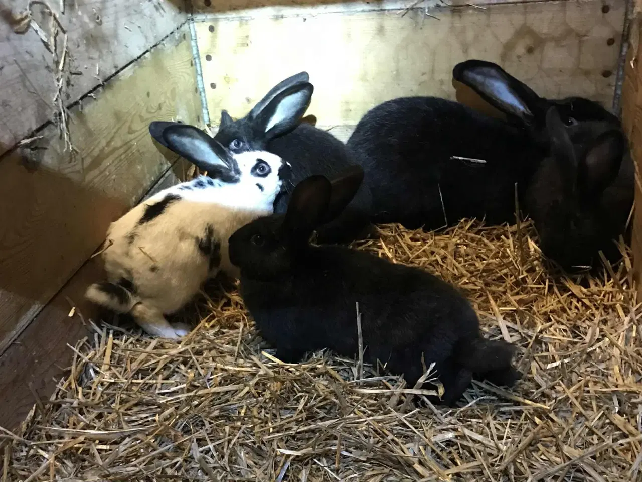 Billede 2 - Belgisk kæmpe/tysk kæmpe kryds sælges pga ophør