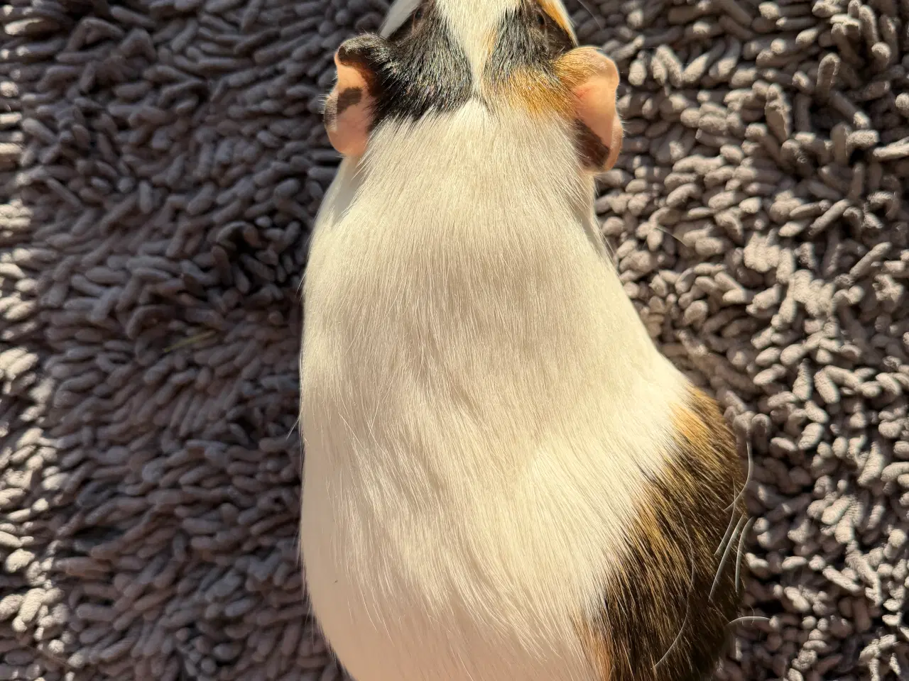 Billede 1 - Sød hun-marsvin søger nyt kærligt hjem