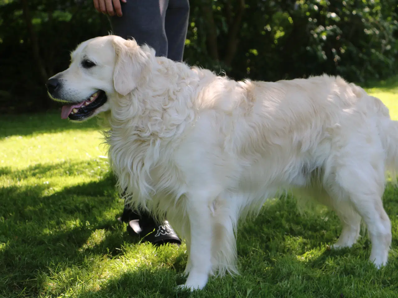 Billede 4 - Verdens smukkeste Golden Retriever hvalpe til salg