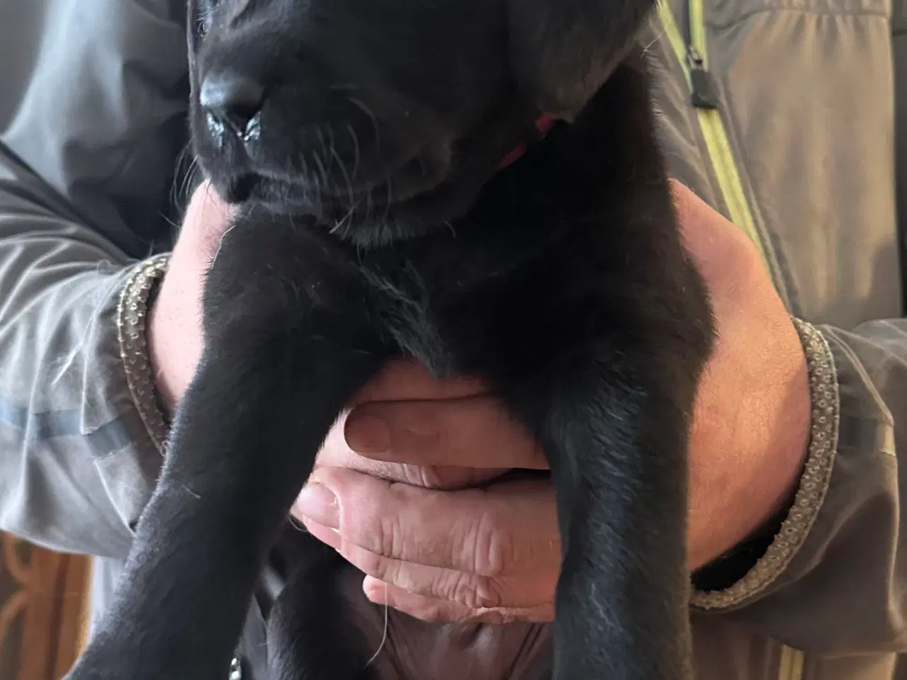 Billede 4 - Labrador 