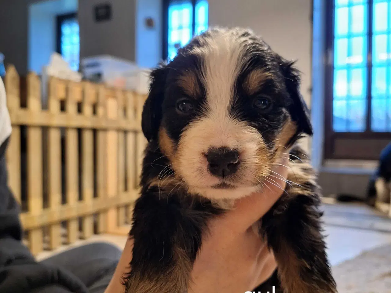 Billede 4 - Bernersenne hvalpe