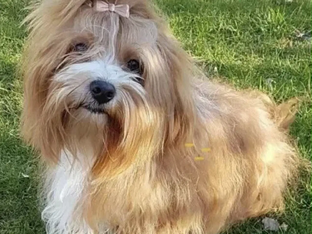 Billede 14 - Smukke Røde & Abrikos 