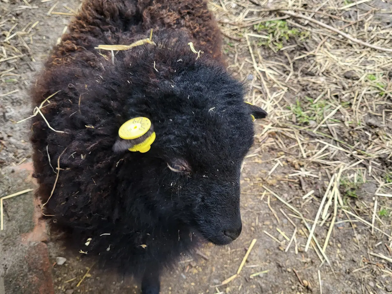 Billede 2 - Ouessant får 