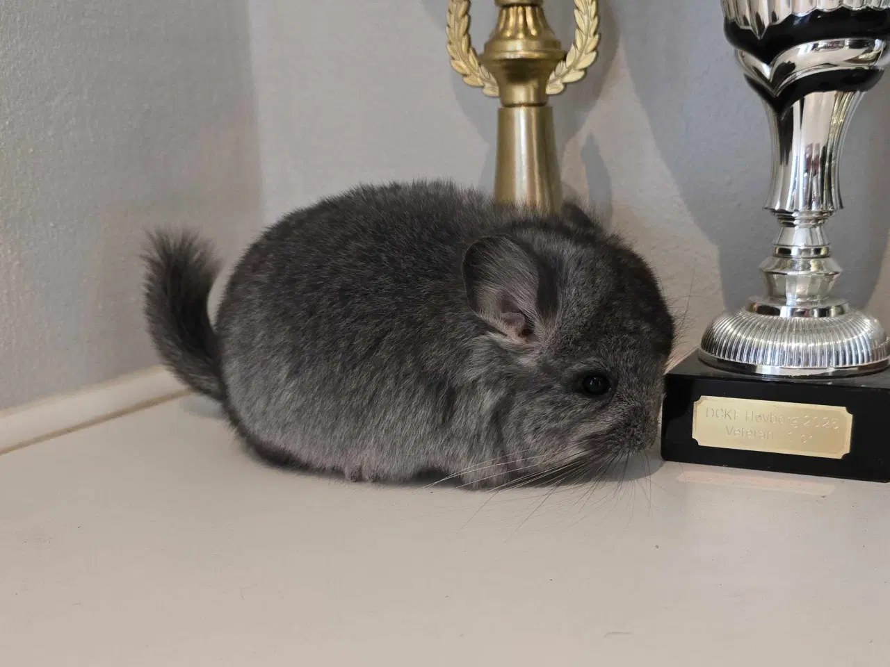Billede 9 - Chinchilla unge
