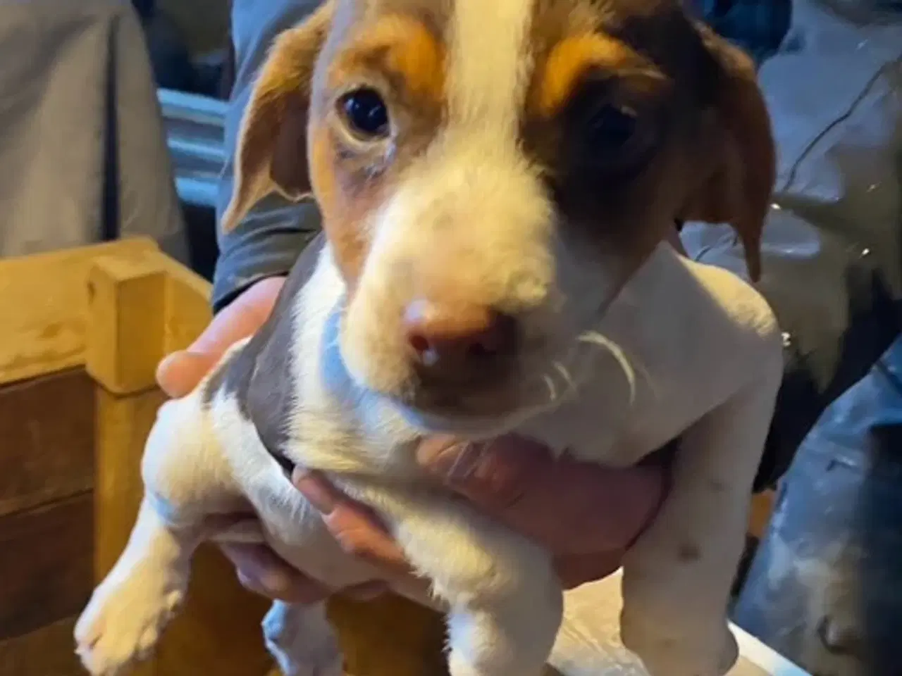 Billede 3 - Hunde hvalpe sælges