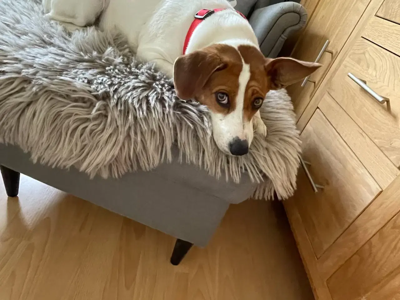 Billede 3 - Jack russell pige 