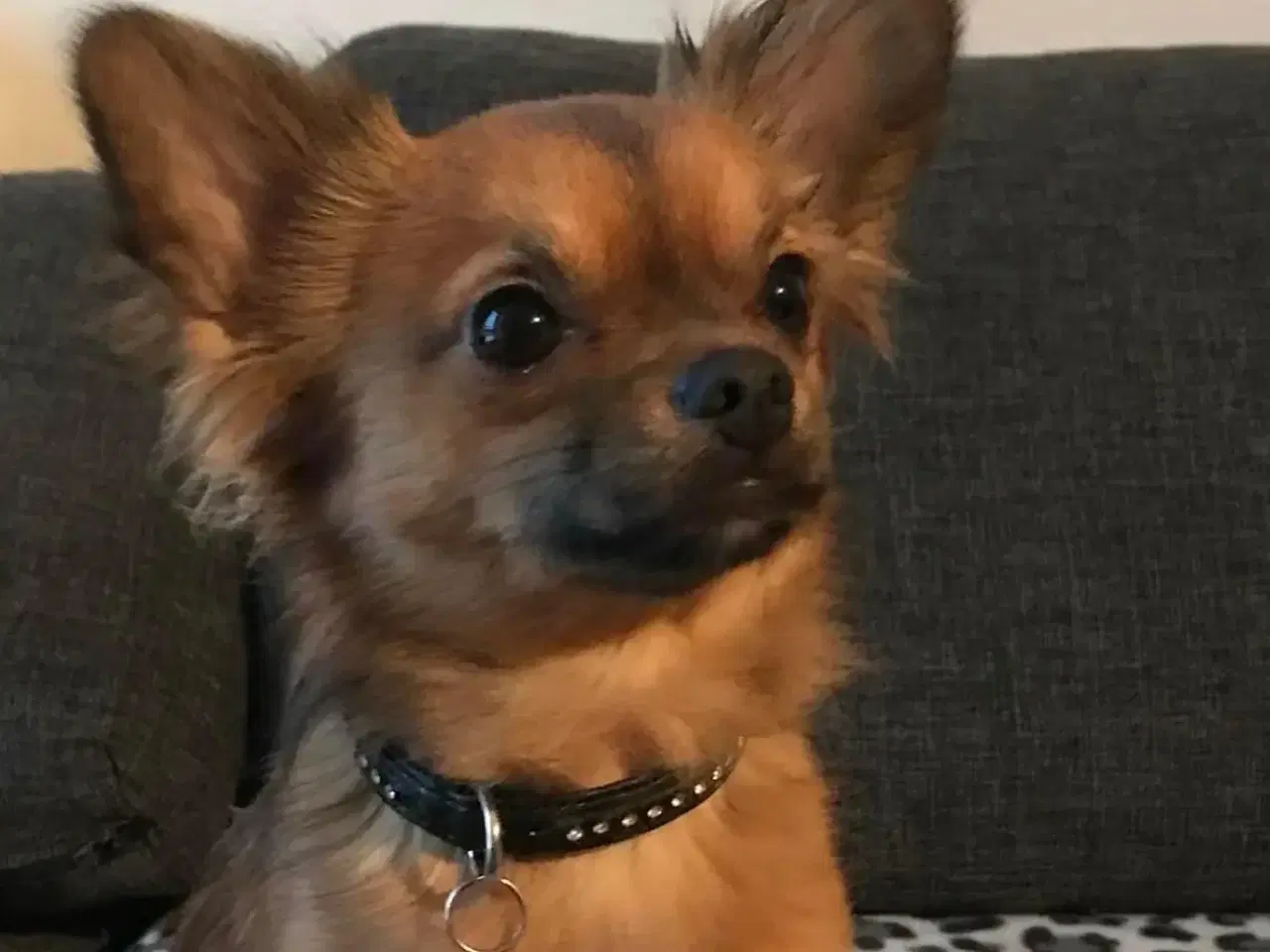 Billede 3 - chihuahua/pekingeser parring gratis